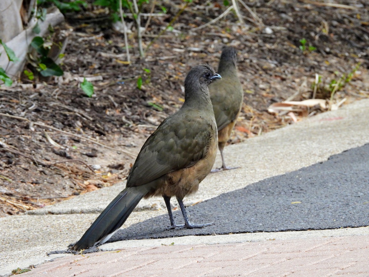 Plain Chachalaca - ML634303962