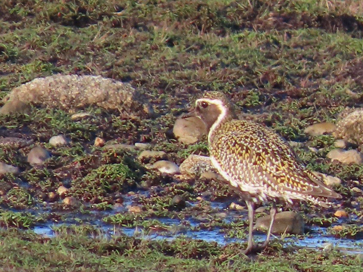 European Golden-Plover - ML634304002