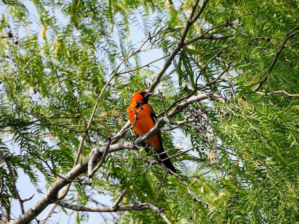 Altamira Oriole - ML634304009