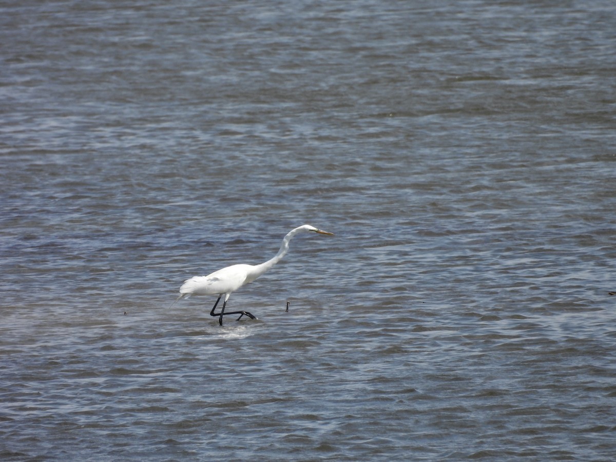 Great Egret - ML634304045