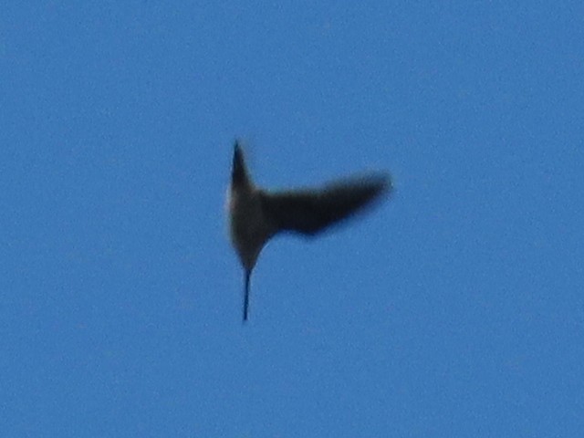 Шөвгөн хараалж - ML634304054