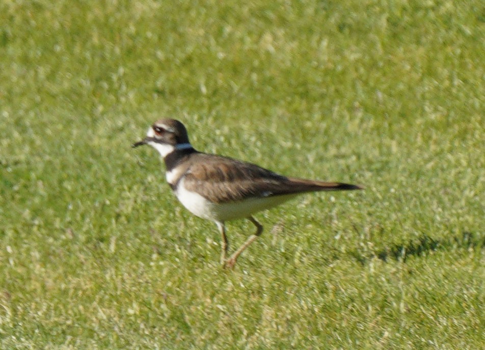 Killdeer - ML634304137