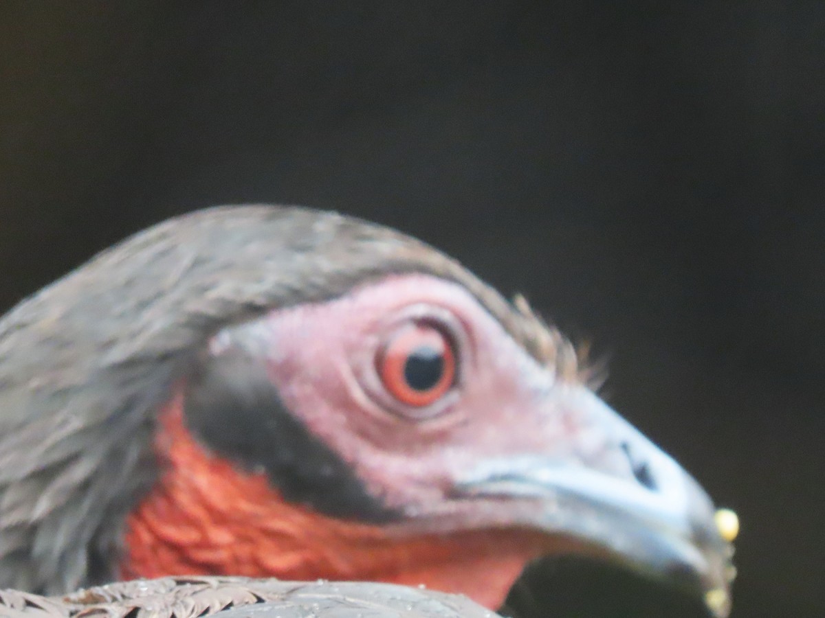 White-winged Guan - ML634304146