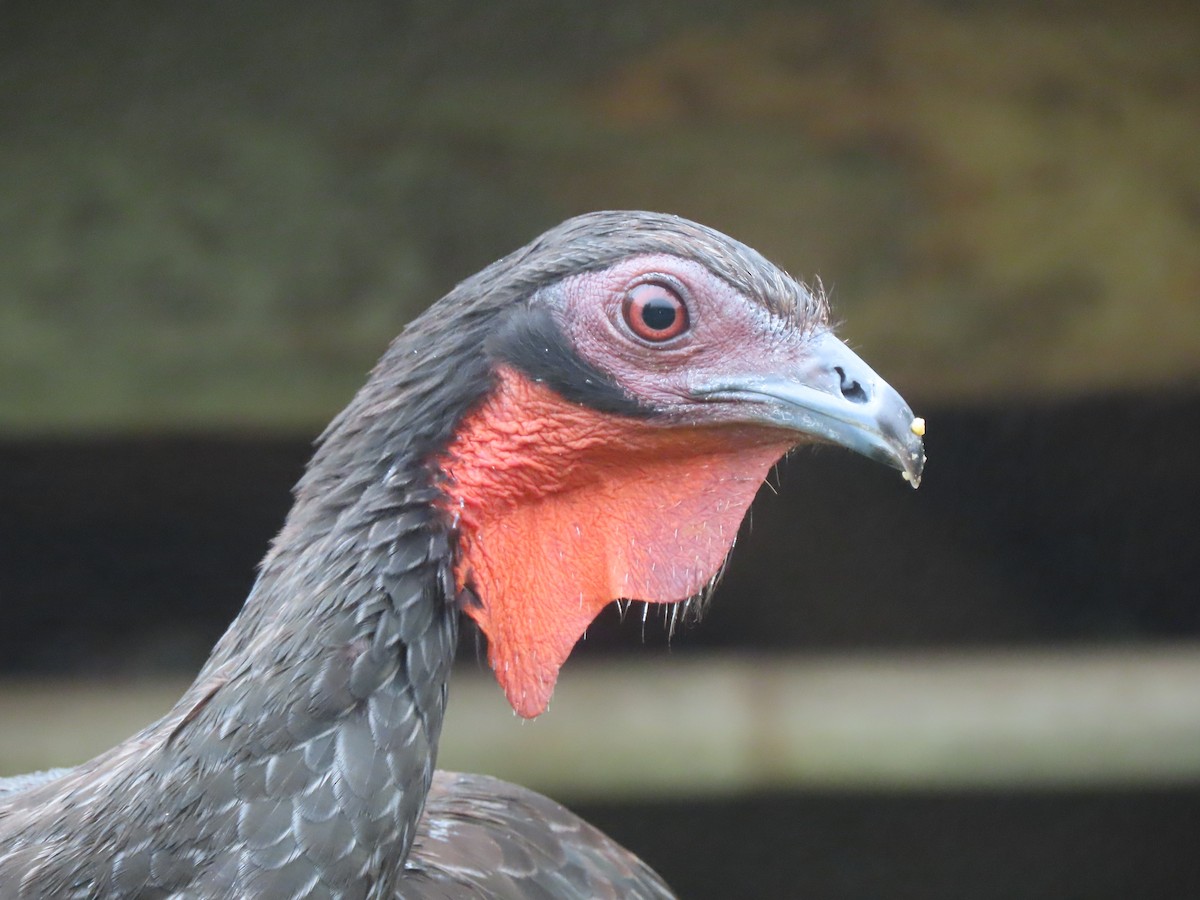 White-winged Guan - ML634304147