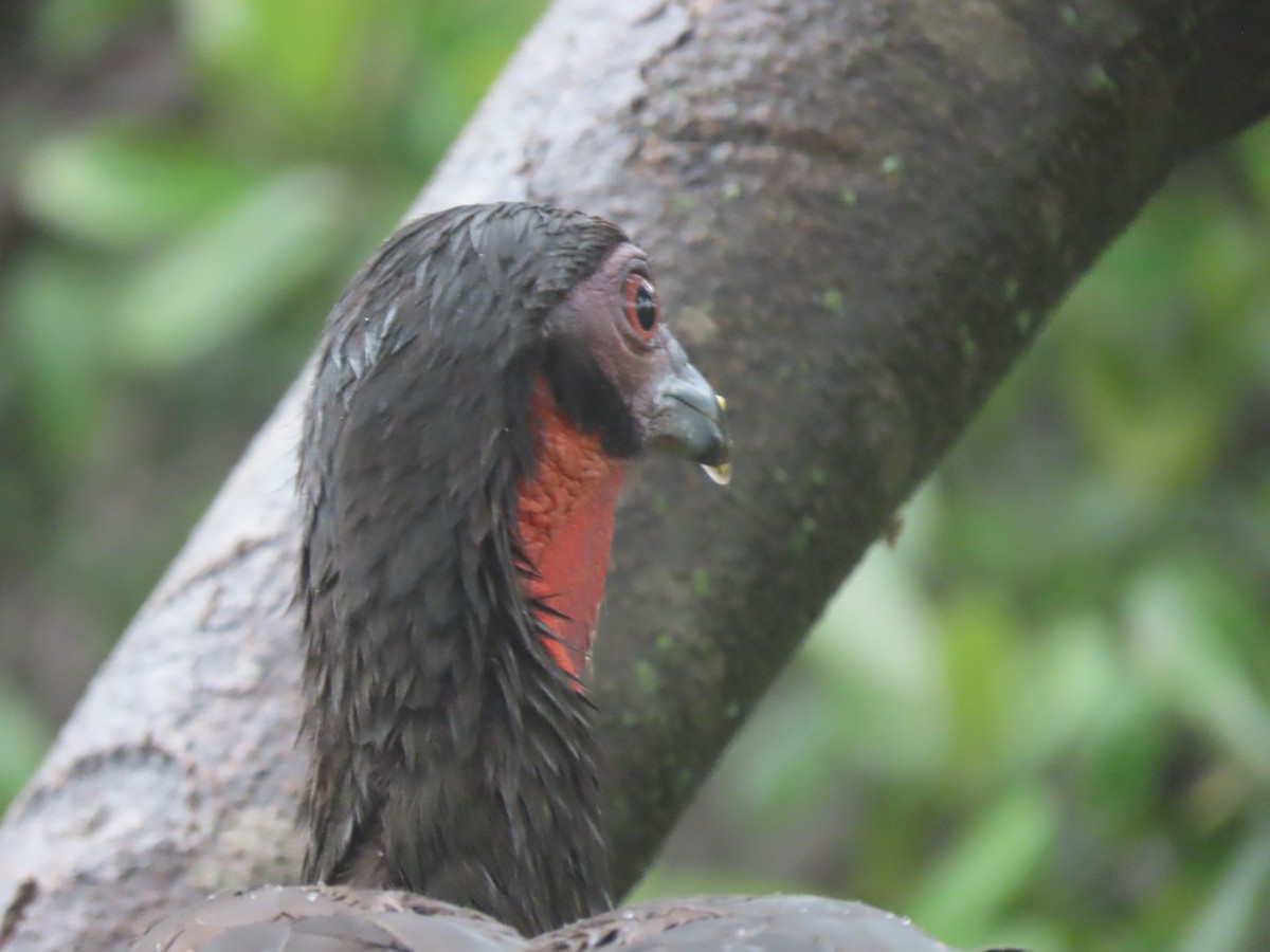 White-winged Guan - ML634304148