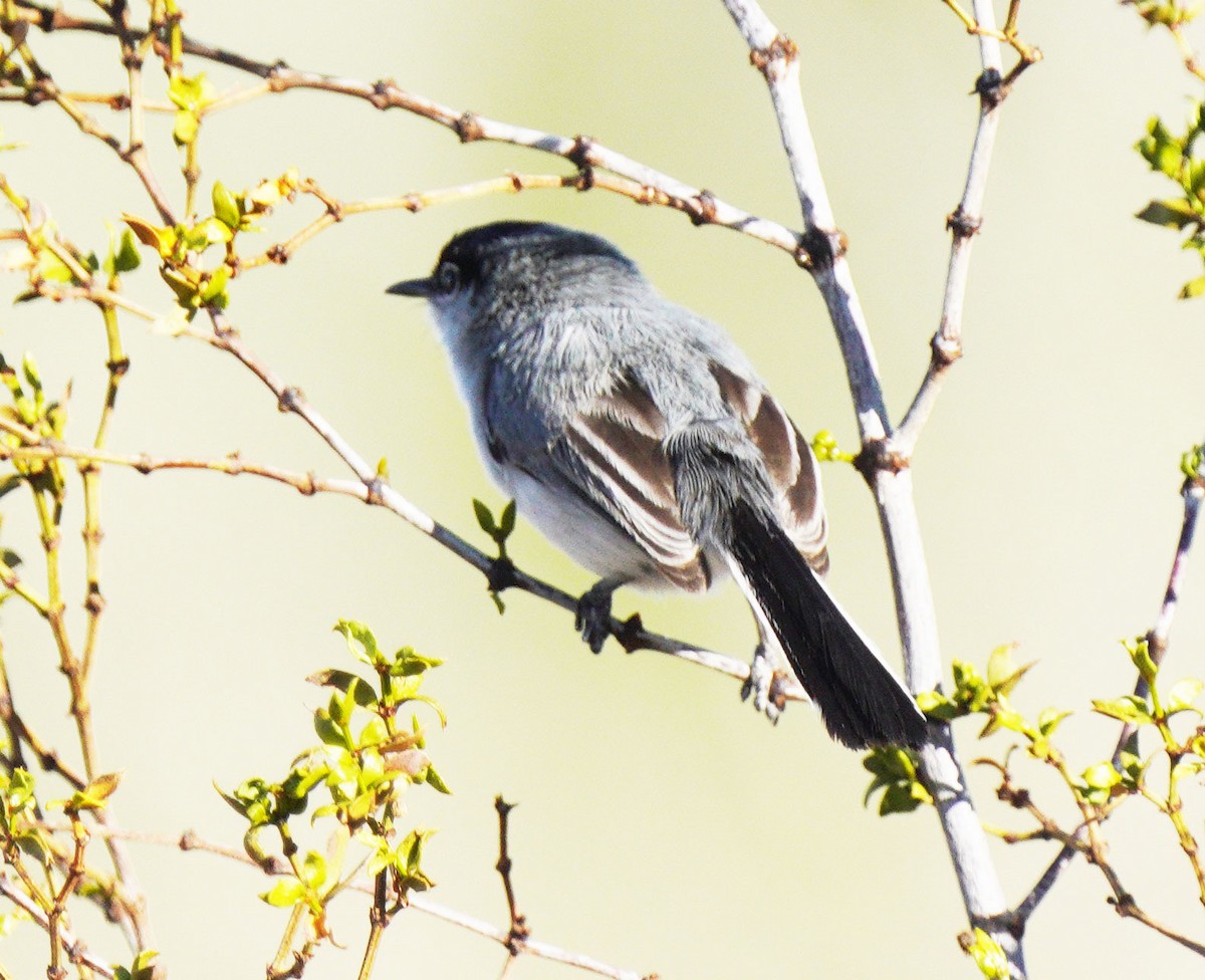 Black-tailed Gnatcatcher - ML634304168