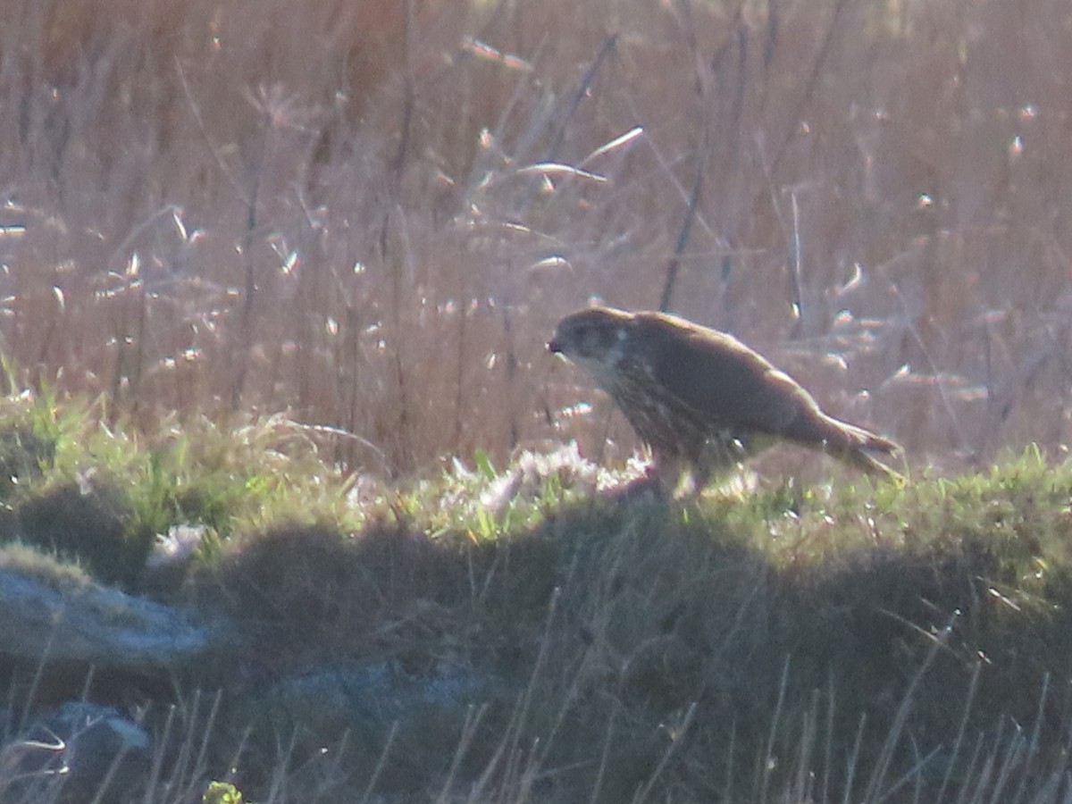 Merlin (Eurasian) - ML634304190