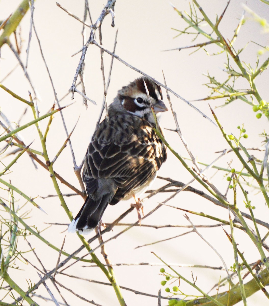 Lark Sparrow - ML634304195