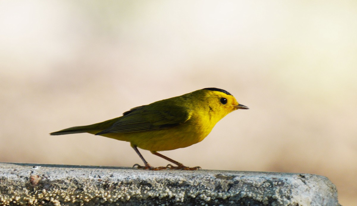 Wilson's Warbler - ML634304217