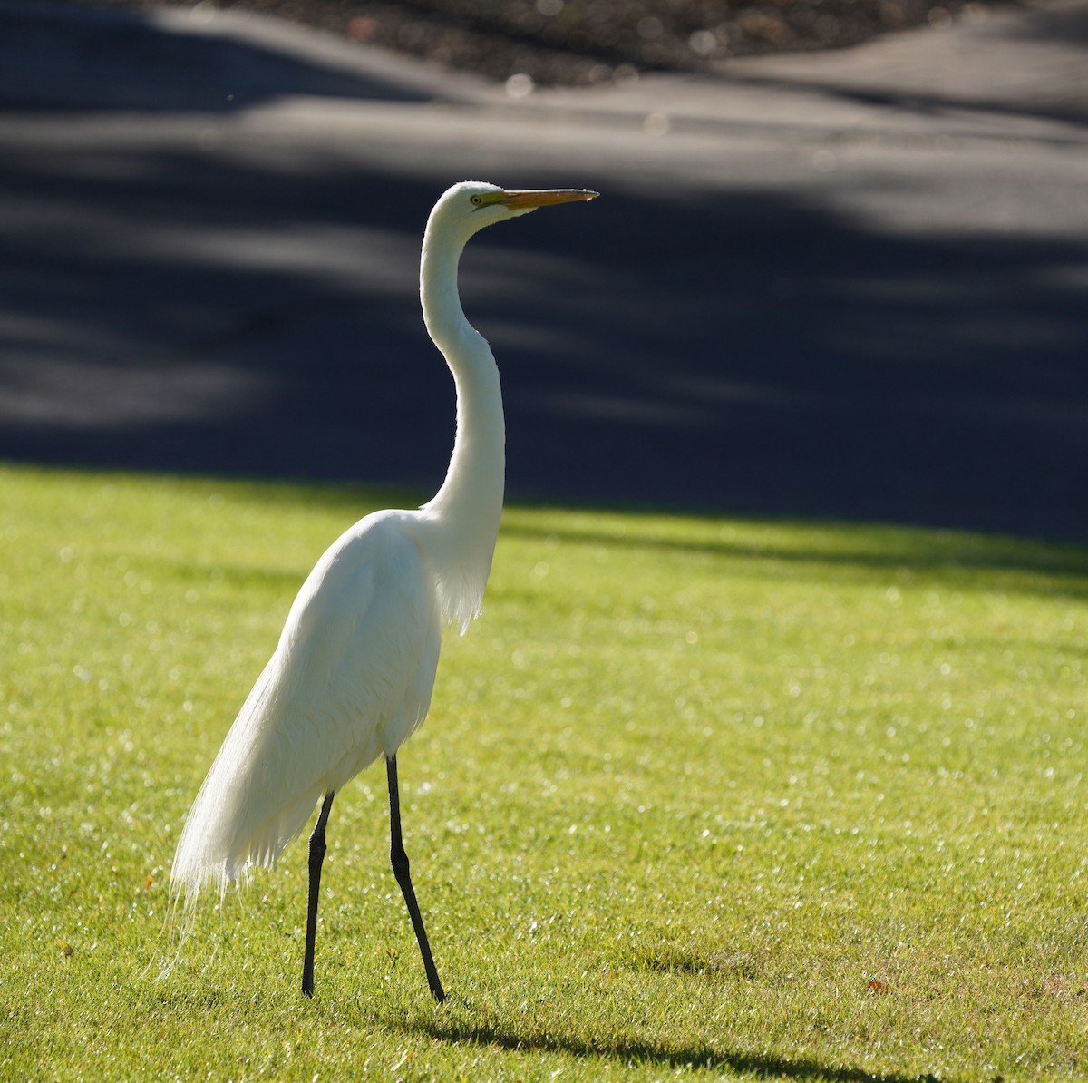 Great Egret - ML634304228