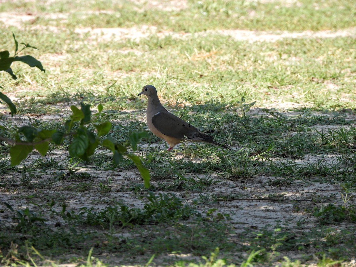 Mourning Dove - ML634304239