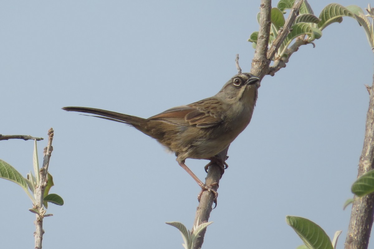 Oaxaca Sparrow - ML634304263