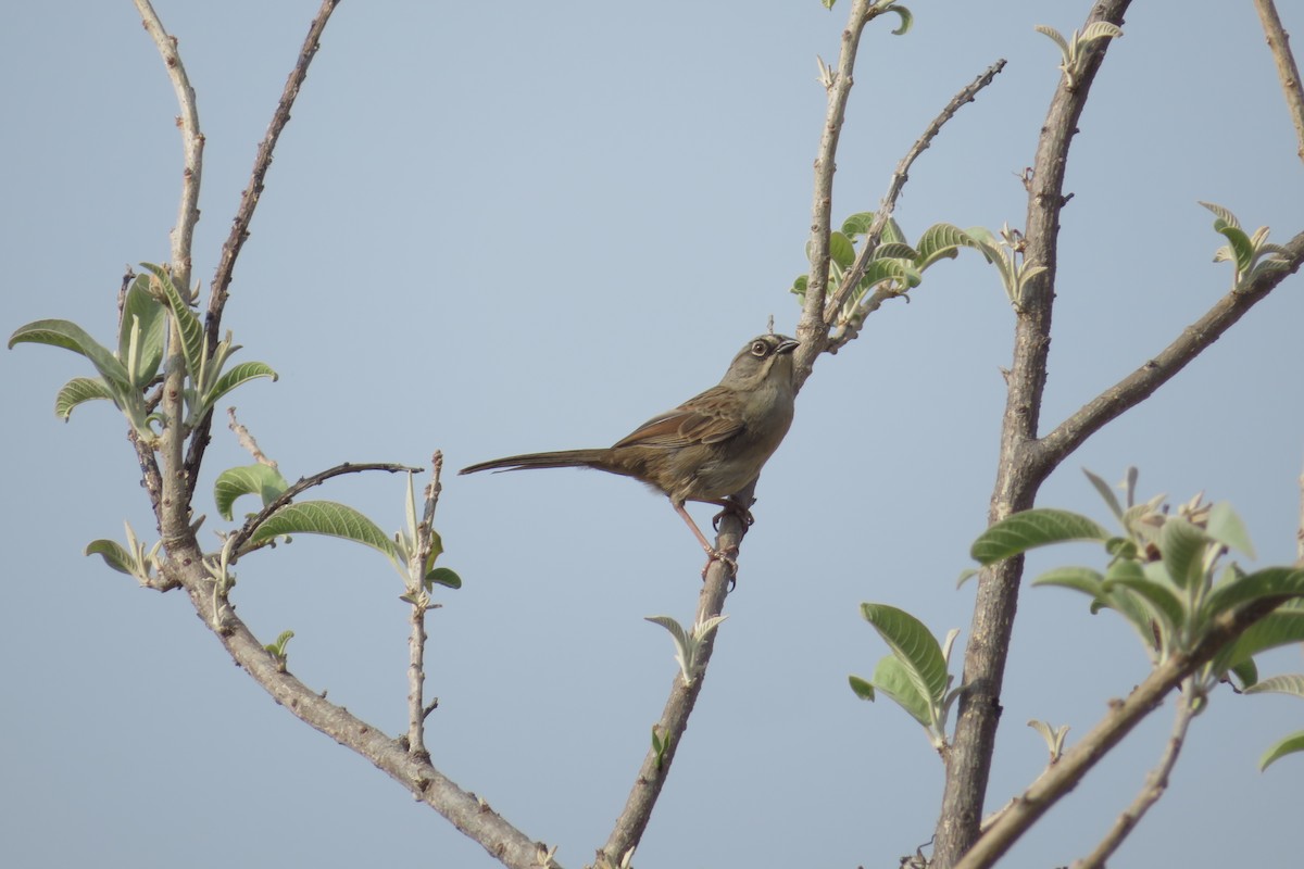 Oaxaca Sparrow - ML634304265