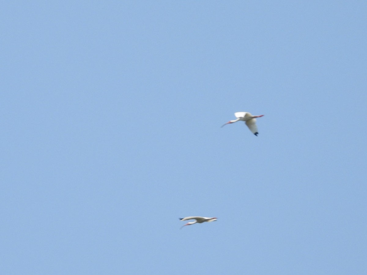 White Ibis - ML634304279