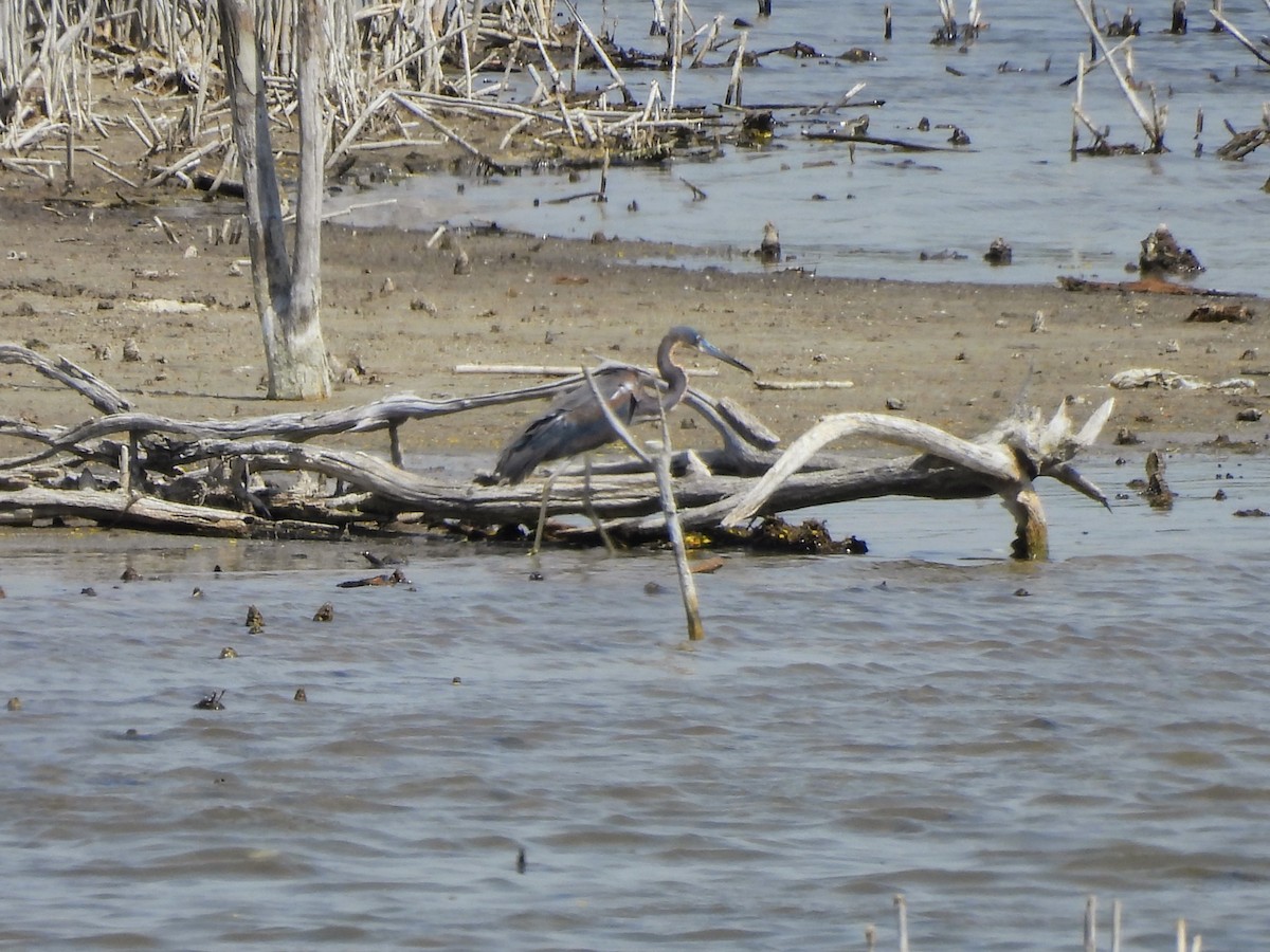 Tricolored Heron - ML634304316