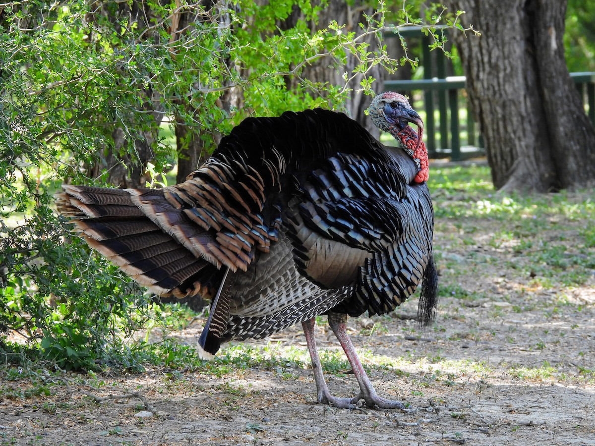 Wild Turkey - ML634304355