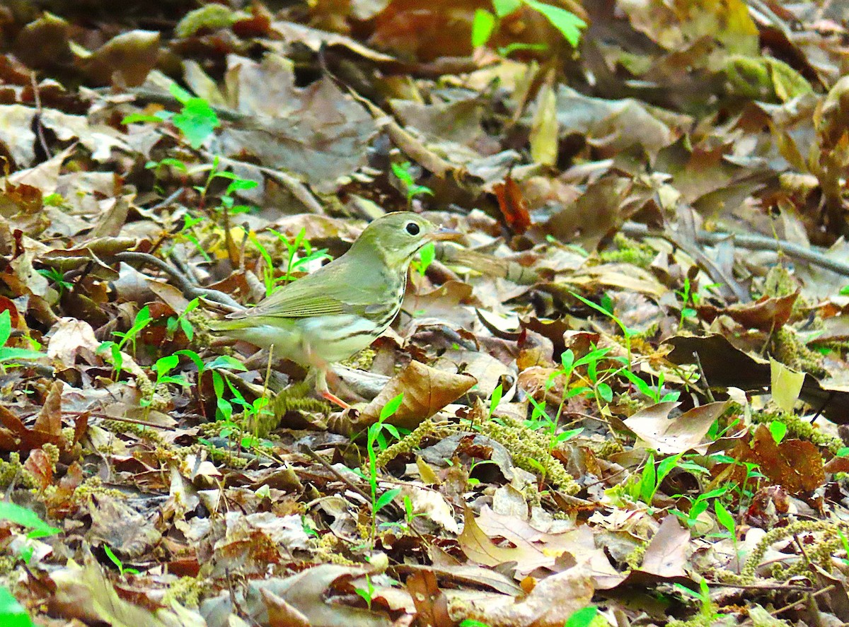 Ovenbird - ML634304385