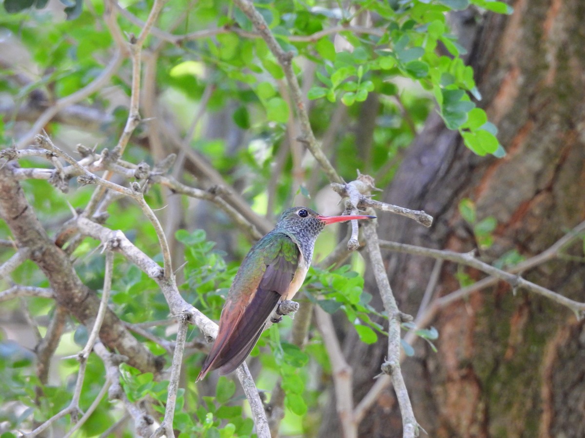 Buff-bellied Hummingbird - ML634304476