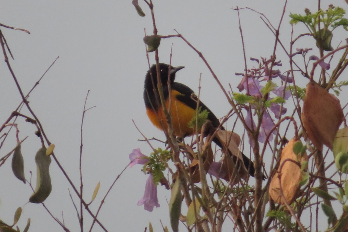 Black-vented Oriole - ML634304486