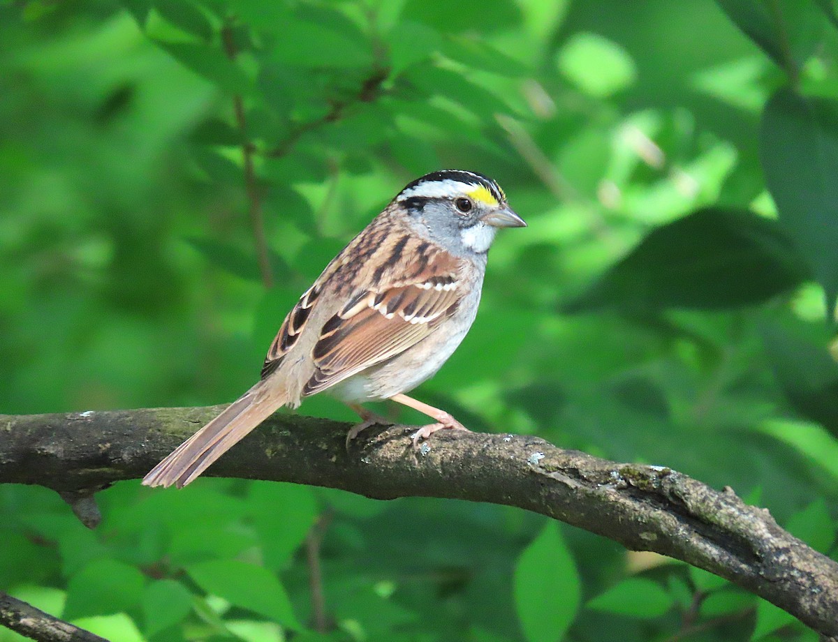 White-throated Sparrow - ML634304487