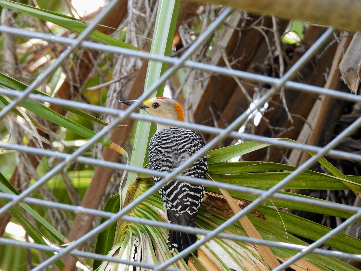 Golden-fronted Woodpecker - ML634304521