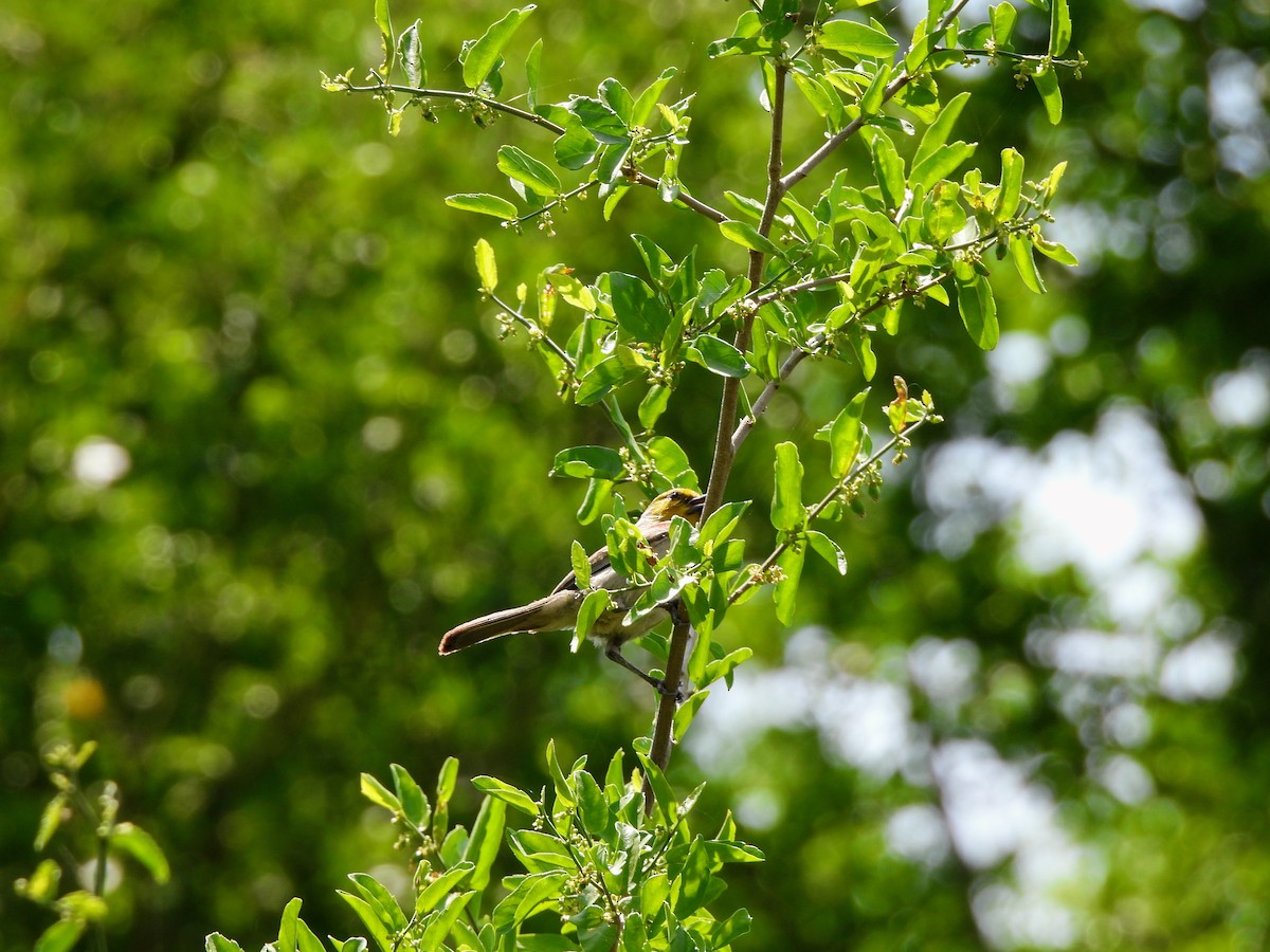 Verdin - ML634304553