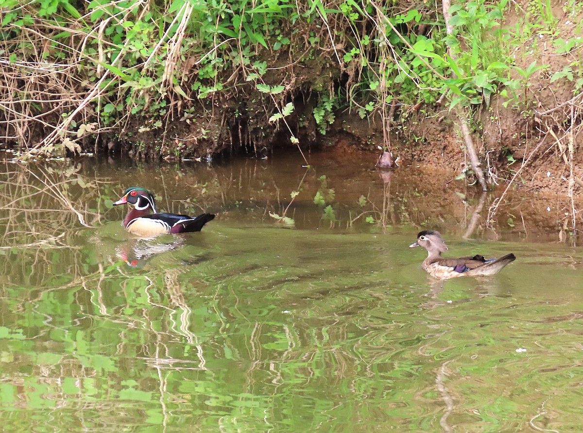 Anatra sposa - ML634304561