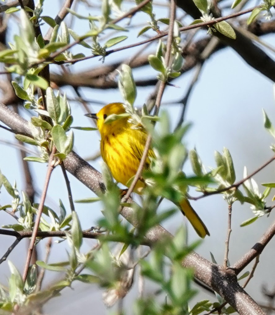 Northern Yellow Warbler - ML634304562
