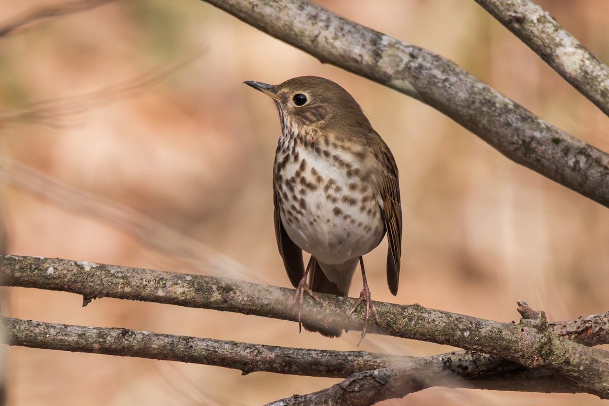 Hermit Thrush - ML634304605
