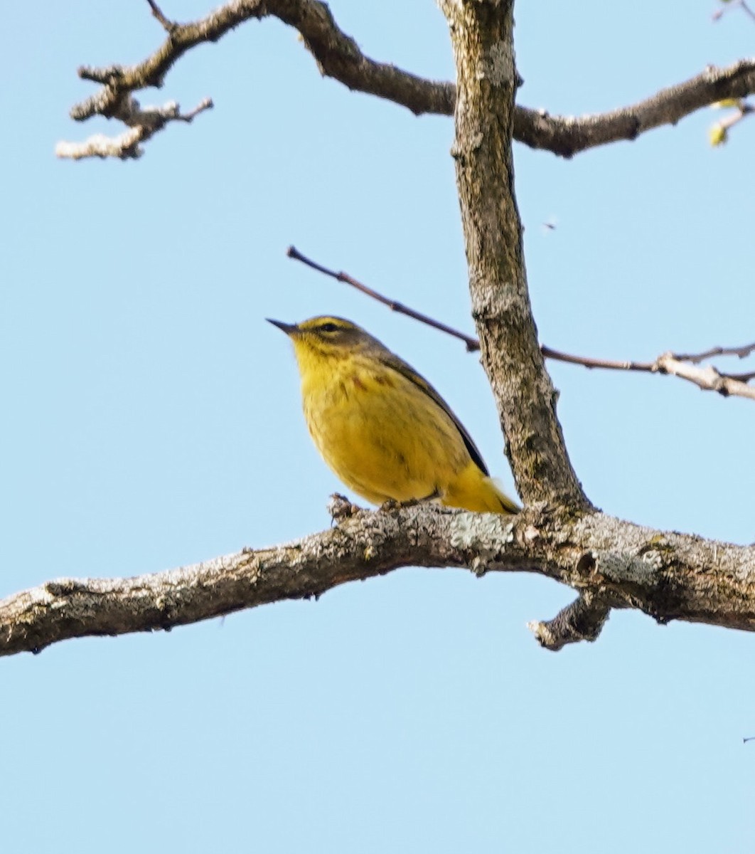 Palm Warbler - ML634304606