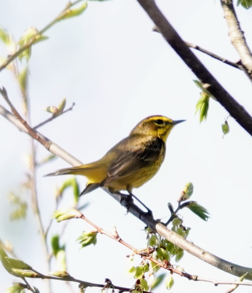 Palm Warbler - ML634304607