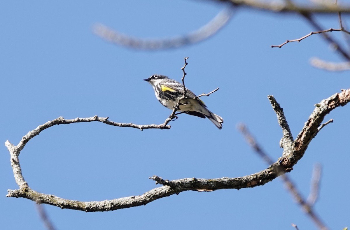 Yellow-rumped Warbler - ML634304624