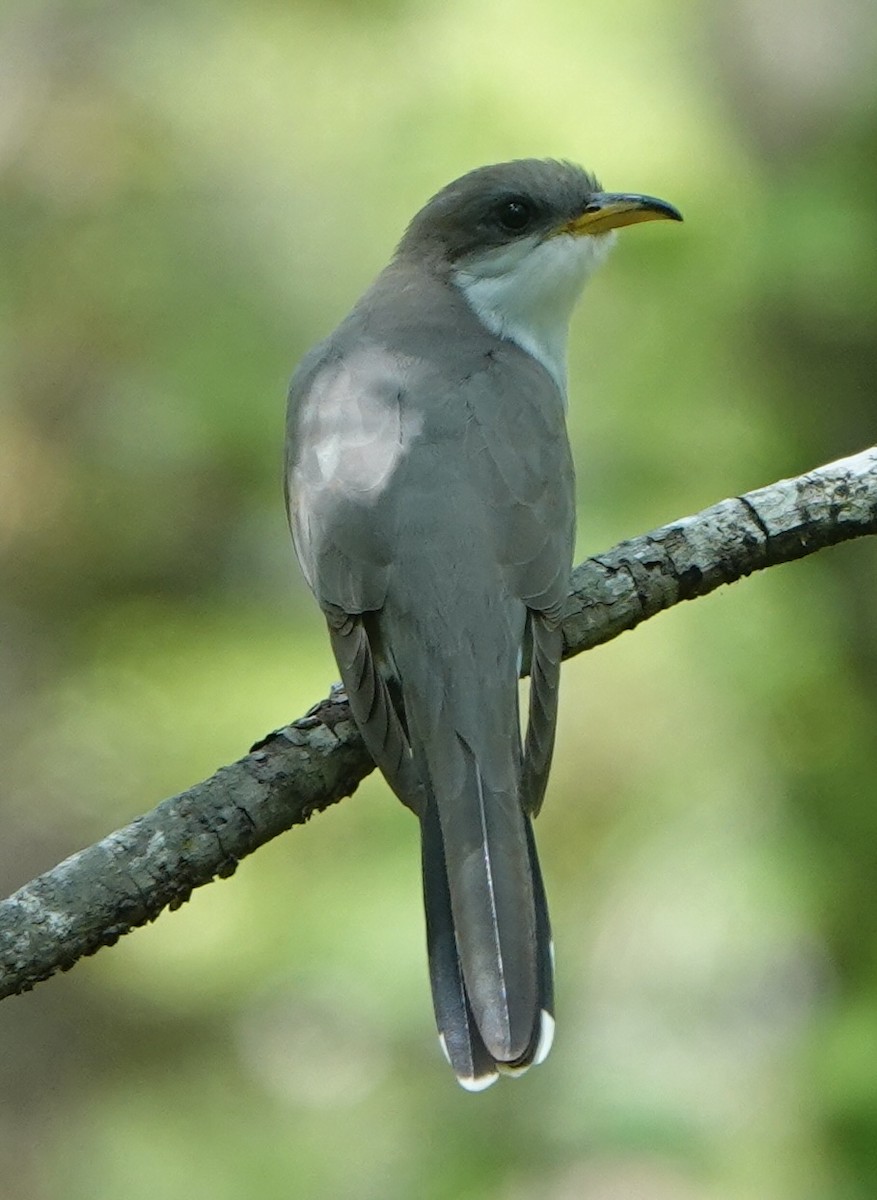 Yellow-billed Cuckoo - ML634304626