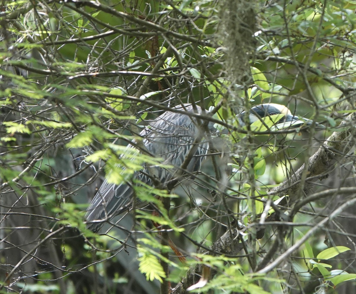 Yellow-crowned Night Heron - ML634304631