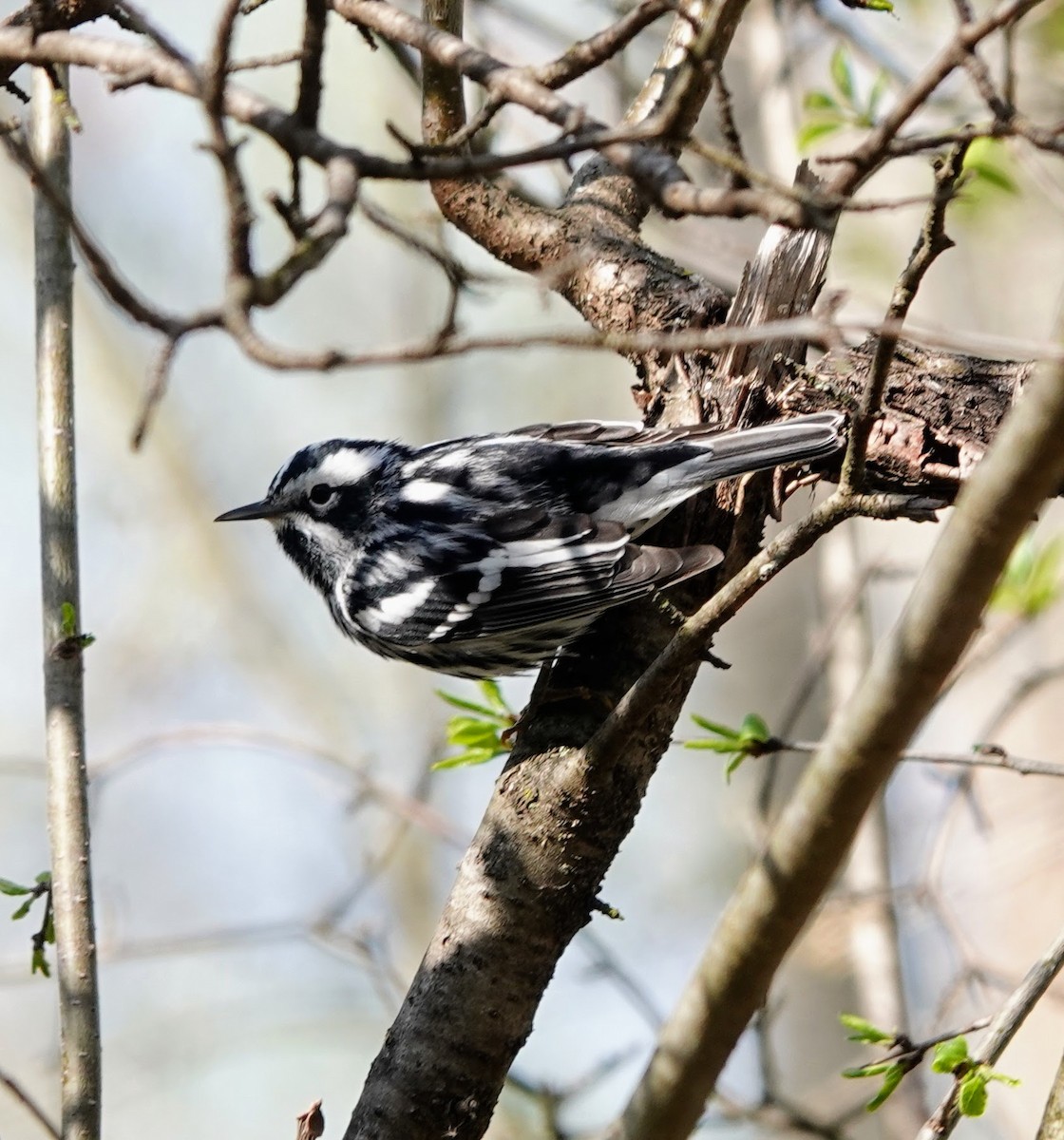 Black-and-white Warbler - ML634304641