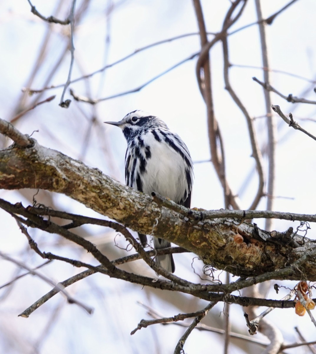 Black-and-white Warbler - ML634304642