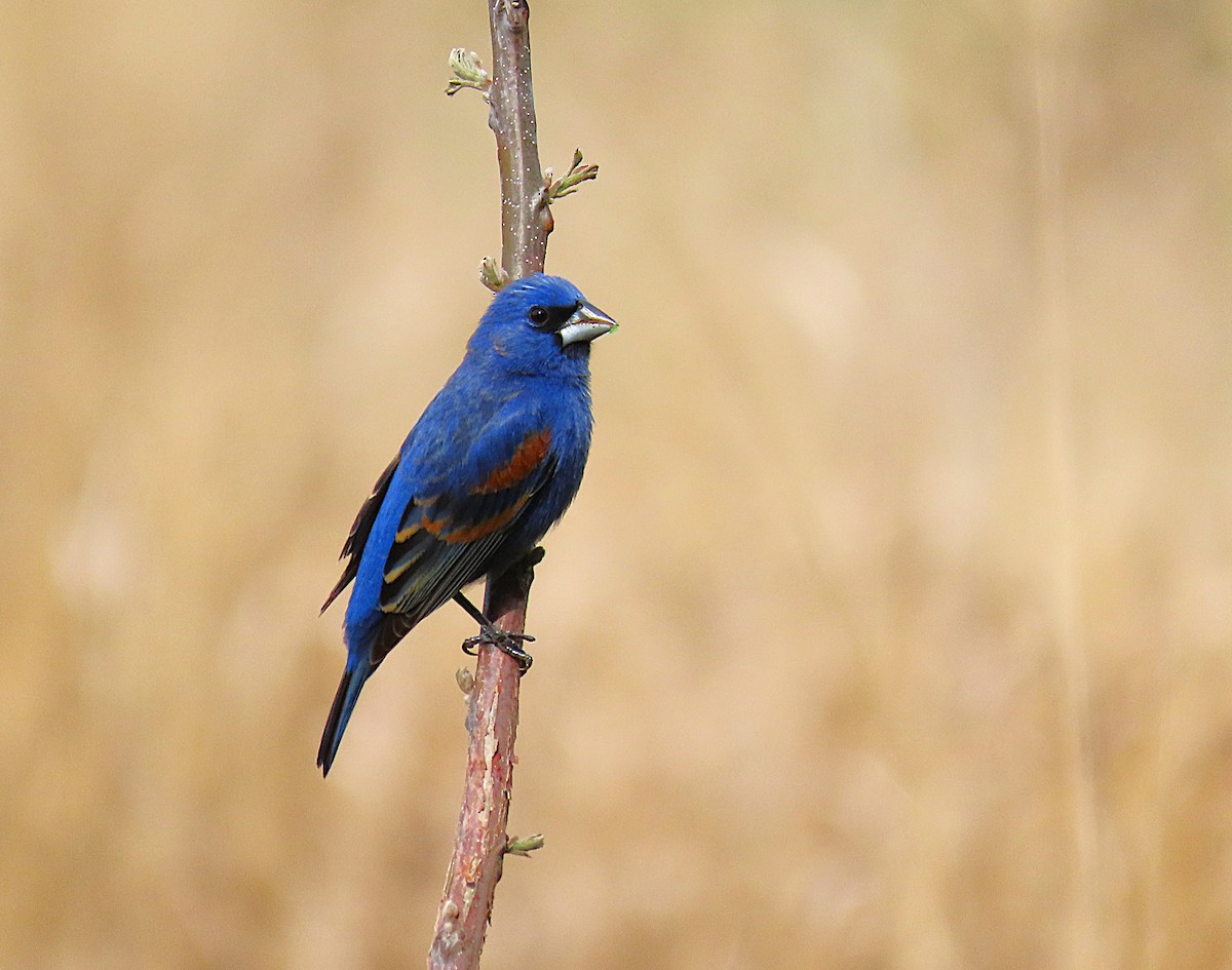 Blue Grosbeak - ML634304648