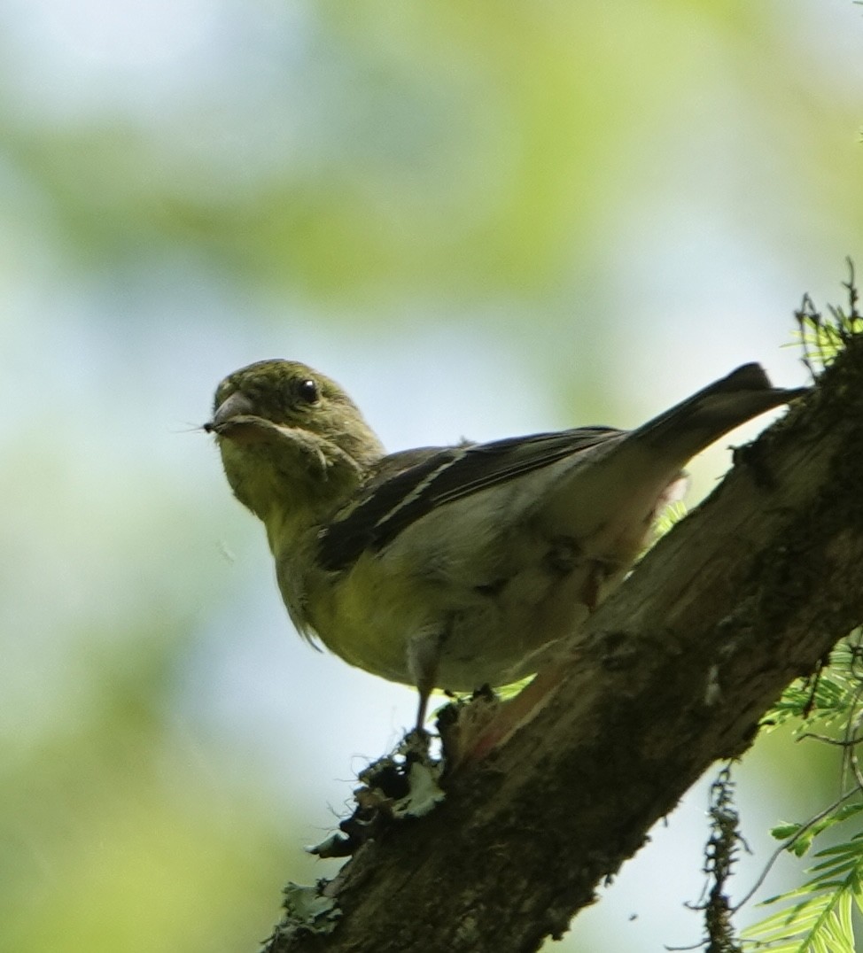 American Goldfinch - ML634304675