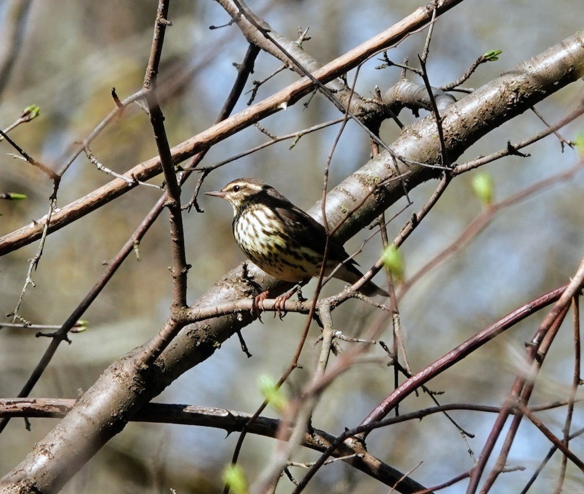Northern Waterthrush - ML634304714