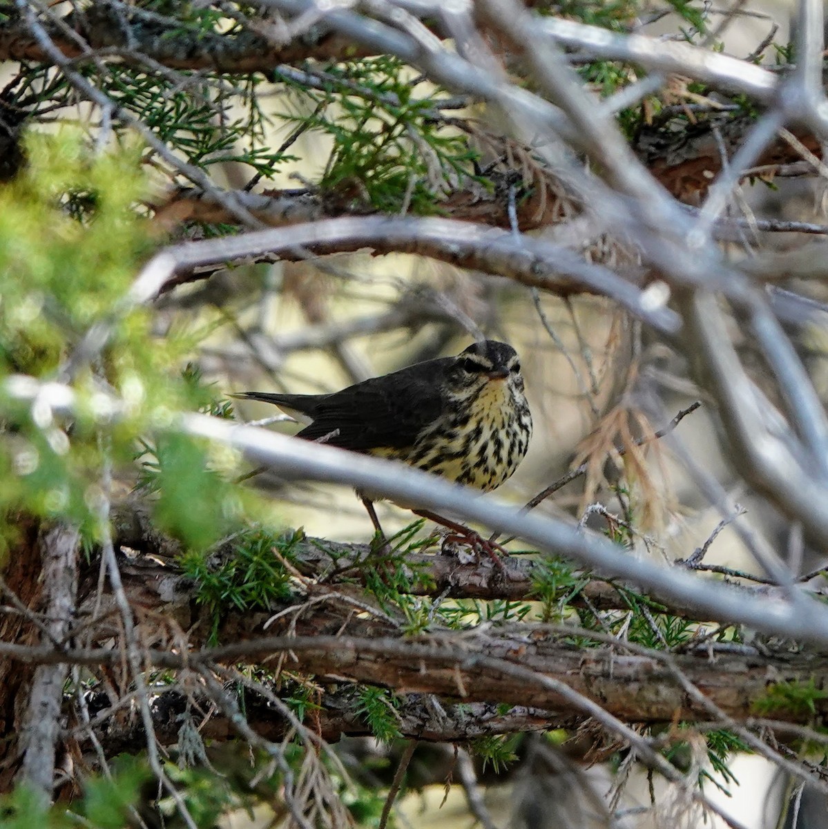Northern Waterthrush - ML634304716