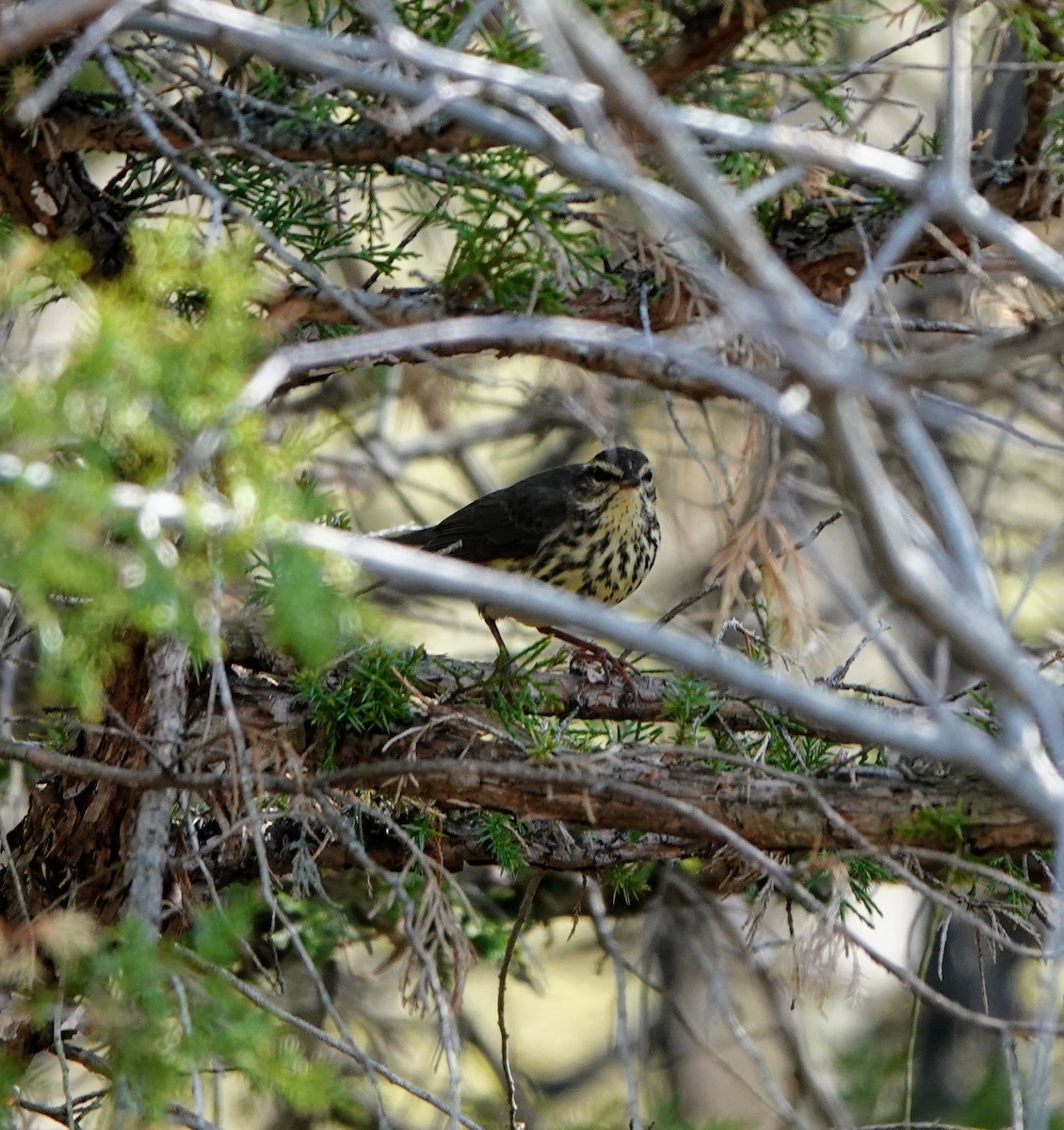 Northern Waterthrush - ML634304719