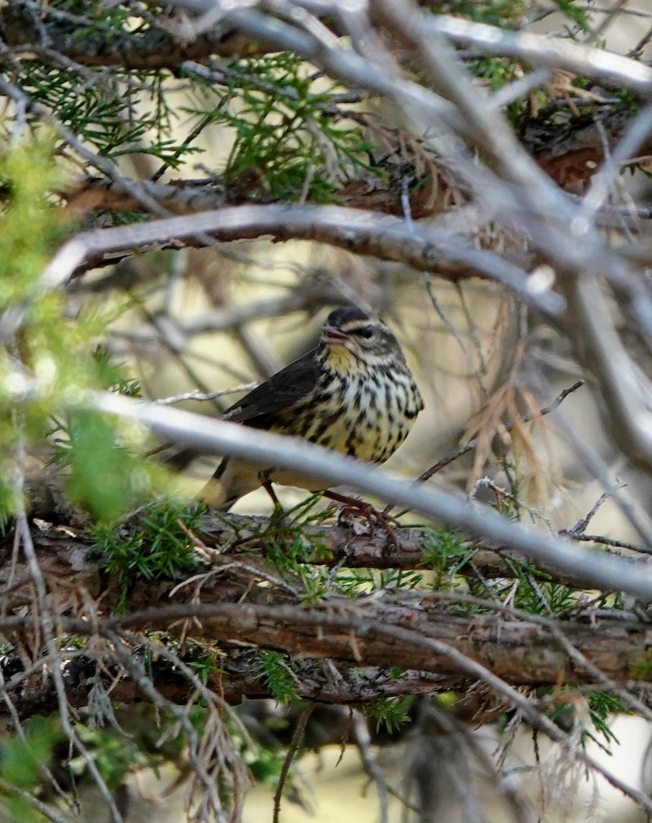 Northern Waterthrush - ML634304720