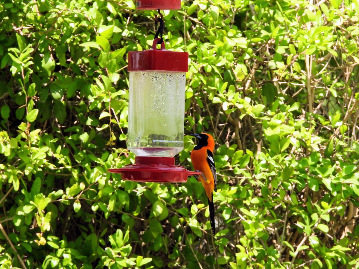 Hooded Oriole - ML634304941