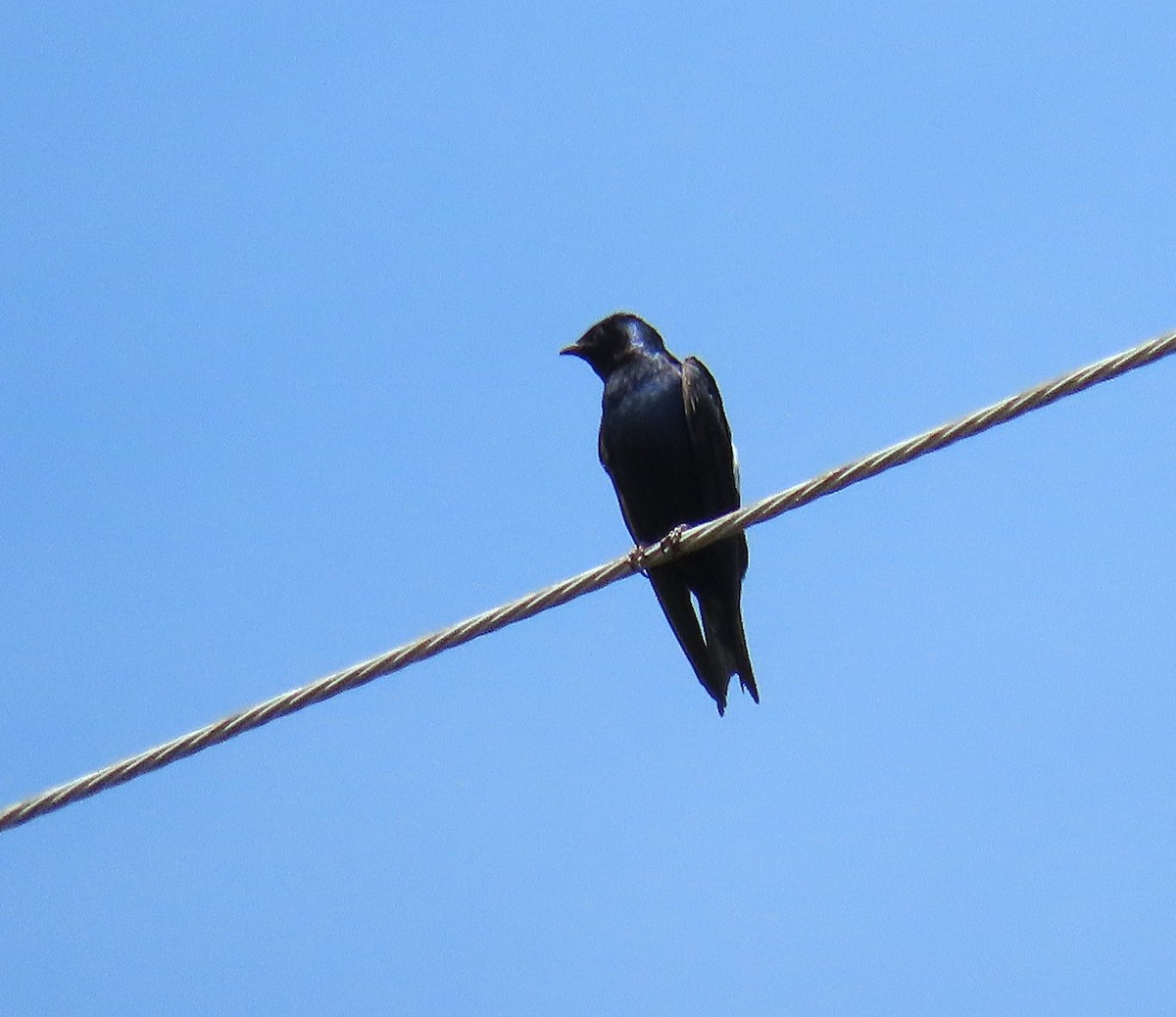 Purple Martin - ML634304948