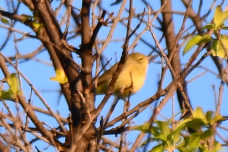 Orange-crowned Warbler - ML634304981