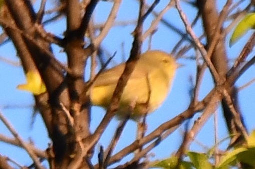 Orange-crowned Warbler - ML634304982