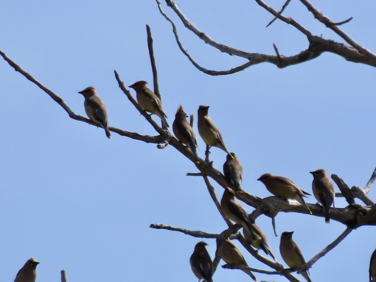 Cedar Waxwing - ML634305002