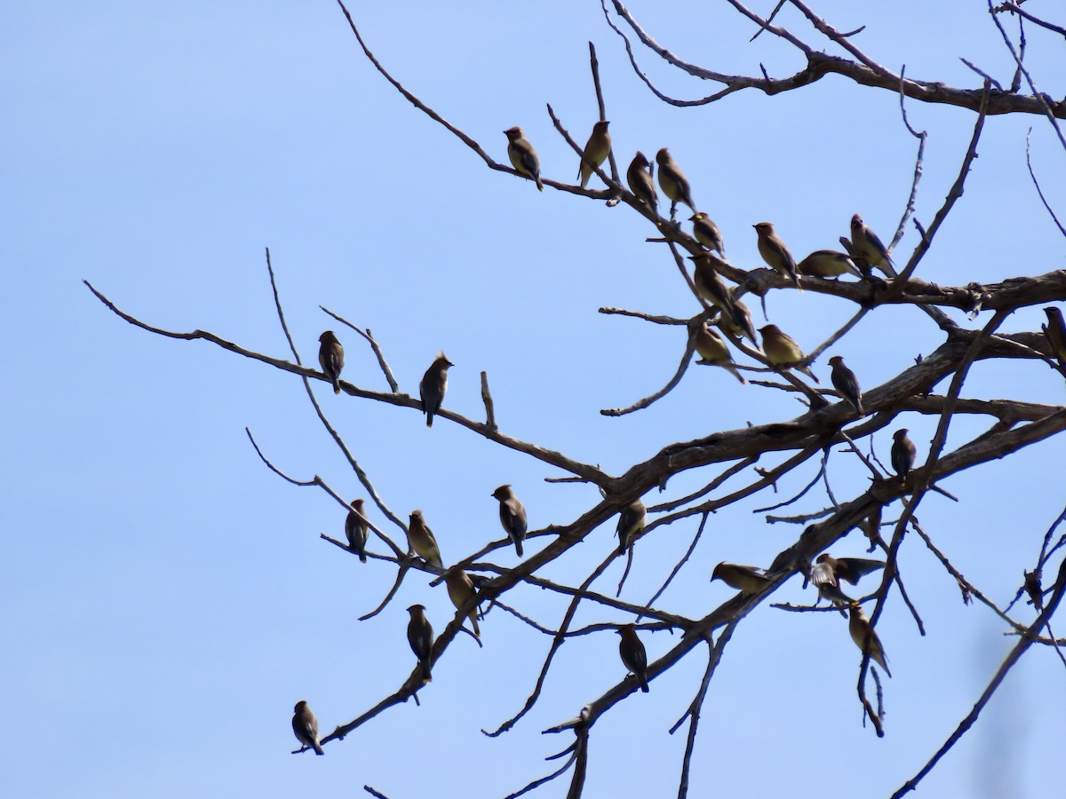 Cedar Waxwing - ML634305003