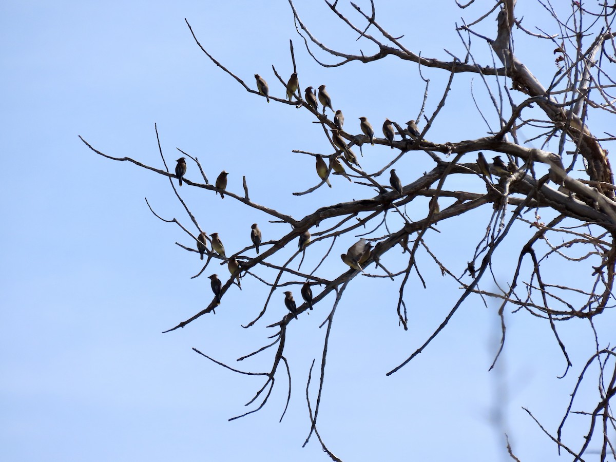 Cedar Waxwing - ML634305004