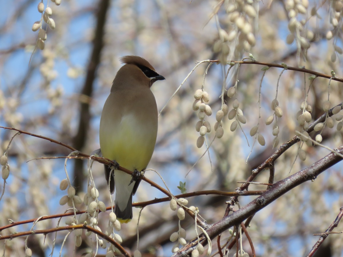 Cedar Waxwing - ML634305005
